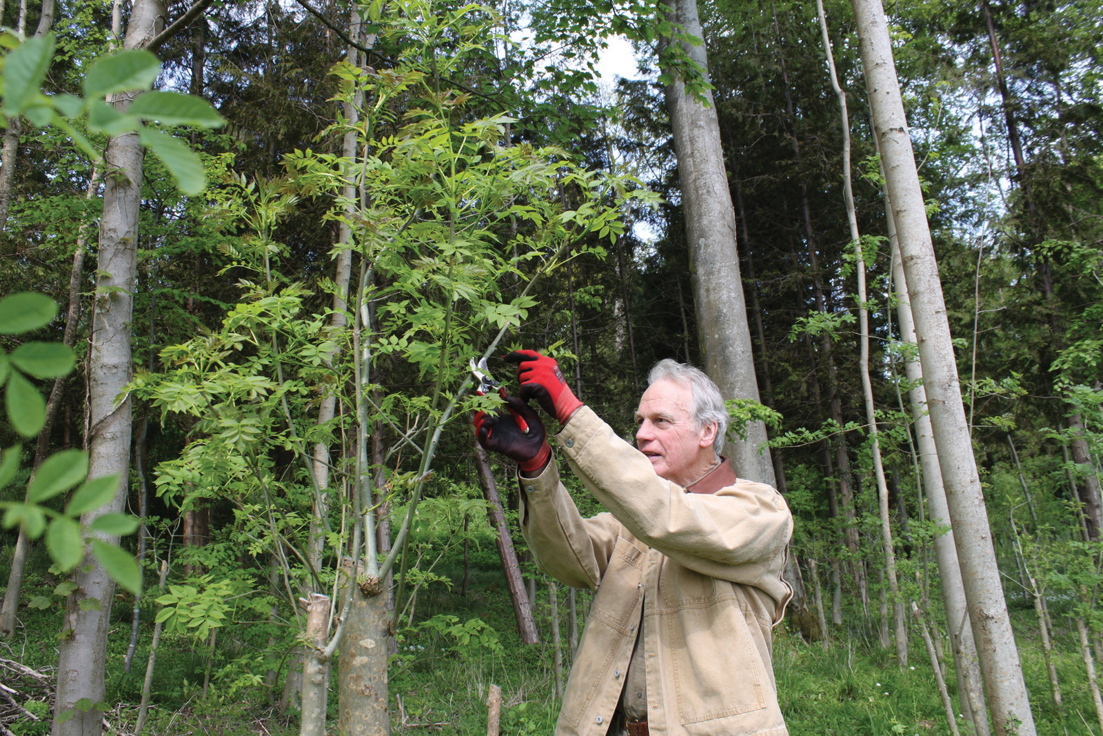 Eco Friendly Walking Canes - The Walking Canes of the Future!